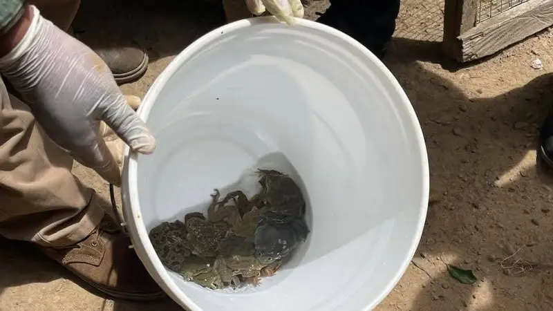 Rescatan 26 ranas gigantes del Titicaca que eran vendidas como «Plato Gourmet» en La Paz