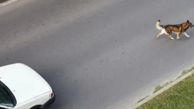 Proponen incluir a animales en el SOAT y endurecer sanciones por maltrato