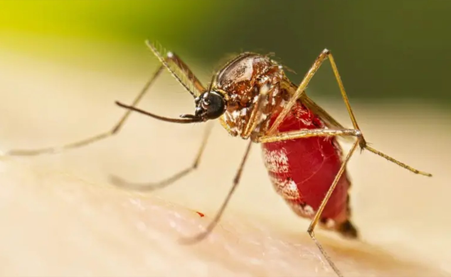 Sedes declara alerta roja por brote de chikungunya en Santa Cruz