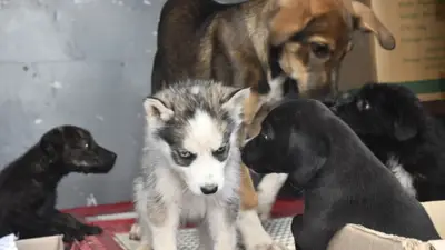 Rescatan 34 mascotas hacinadas en depósitos cerca del mercado La Pampa