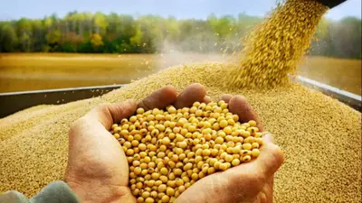 Gobierno deja sin efecto el arancel cero para la importación de soya