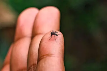 Potosí reporta 31 casos de chikungunya y el Sedes se declara en emergencia sanitaria